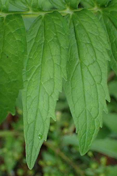 Valeriana pratensis subsp. franconica \ Fr&auml;nkischer Wiesen-Arznei-Baldrian / Franconian Meadow Valerian, D Rh&ouml;n,  Bischofsheim 20.6.2023