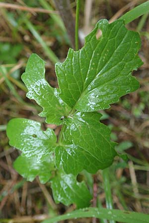 Valeriana pratensis subsp. franconica \ Fr&auml;nkischer Wiesen-Arznei-Baldrian / Franconian Meadow Valerian, D Sinntal 23.6.2023