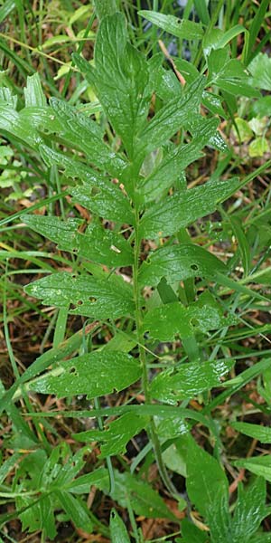 Valeriana pratensis subsp. franconica \ Fr&auml;nkischer Wiesen-Arznei-Baldrian / Franconian Meadow Valerian, D Sinntal 23.6.2023