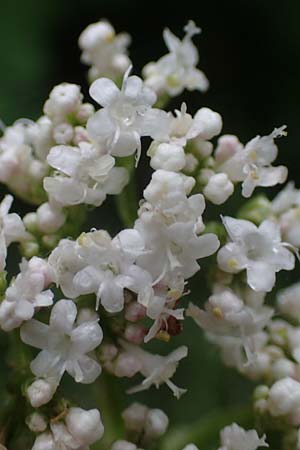 Valeriana pratensis subsp. franconica \ Fr&auml;nkischer Wiesen-Arznei-Baldrian / Franconian Meadow Valerian, D Sinntal 23.6.2023
