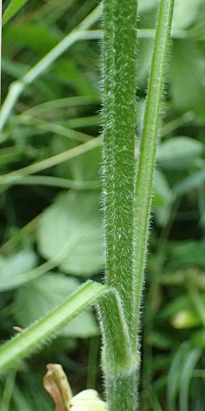 Valeriana pratensis subsp. franconica \ Fr&auml;nkischer Wiesen-Arznei-Baldrian / Franconian Meadow Valerian, D Sinntal 23.6.2023