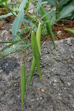 Vincetoxicum hirundinaria \ Schwalbenwurz / White Swallow Wort, D Heidelberg 22.9.2017