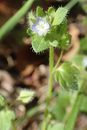 Veronica hederifolia subsp. hederifolia \ Efeubl&auml;ttriger Ehrenpreis / Ivy-Leaved Speedwell, D Seeheim an der Bergstra&szlig;e 16.4.2018