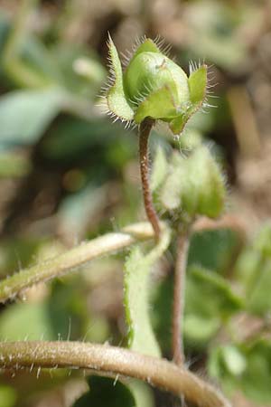 Veronica hederifolia subsp. hederifolia \ Efeubl&auml;ttriger Ehrenpreis / Ivy-Leaved Speedwell, D Aichtal 18.4.2018