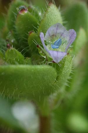 Veronica hederifolia subsp. hederifolia \ Efeubl&auml;ttriger Ehrenpreis / Ivy-Leaved Speedwell, D Rheinhessen, Flonheim 2.4.2021