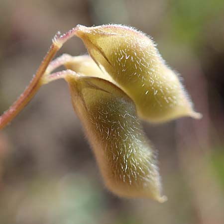 Vicia hirsuta \ Rauhaarige Wicke / Hairy Tare, D Erlenbach am Main 28.5.2022
