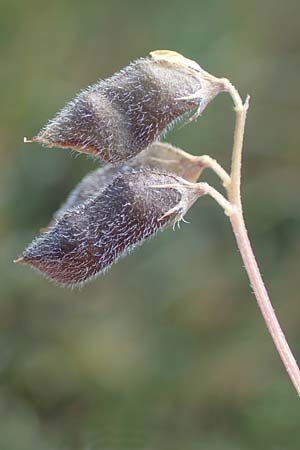 Vicia hirsuta \ Rauhaarige Wicke / Hairy Tare, D Erlenbach am Main 28.5.2022