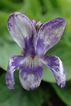 Viola hirta var. variegata \ Rauhaariges Veilchen / Hairy Violet, D Mannheim 27.3.2024