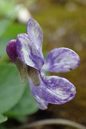 Viola hirta var. variegata \ Rauhaariges Veilchen / Hairy Violet, D Mannheim 27.3.2024