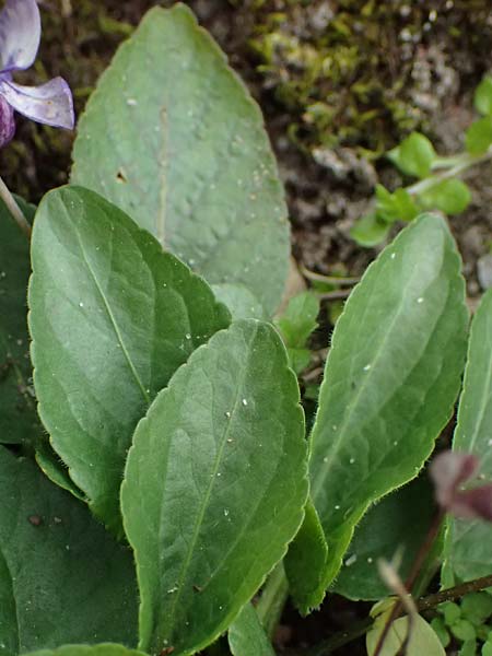 Viola hirta var. variegata \ Rauhaariges Veilchen / Hairy Violet, D Mannheim 27.3.2024