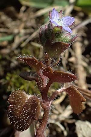 Veronica hederifolia subsp. hederifolia \ Efeubl&auml;ttriger Ehrenpreis / Ivy-Leaved Speedwell, D Odenwald, Ursenbach 2.3.2025