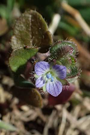 Veronica hederifolia subsp. hederifolia \ Efeubl&auml;ttriger Ehrenpreis / Ivy-Leaved Speedwell, D Odenwald, Ursenbach 2.3.2025