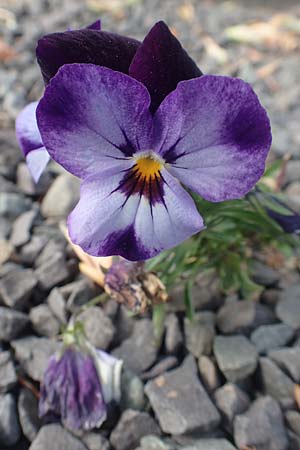 Viola wittrockiana, Garten-Stiefm&uuml;tterchen