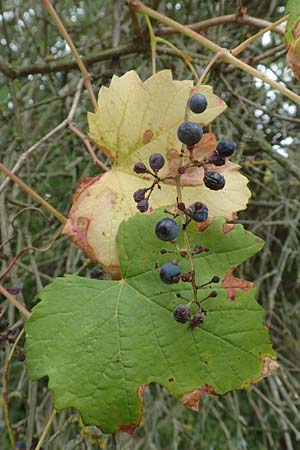 Vitis sylvestris \ Wilde Weinrebe / Grape Vine, D Mannheim Rei&szlig;-Insel 13.9.2018