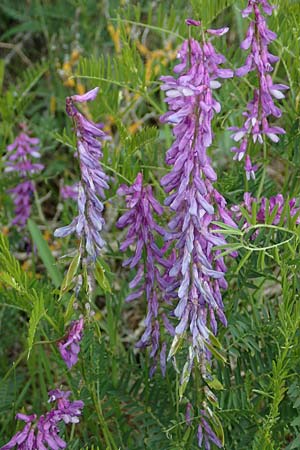Vicia cracca \ Vogel-Wicke / Tufted Vetch, D K&ouml;nigheim 29.5.2019