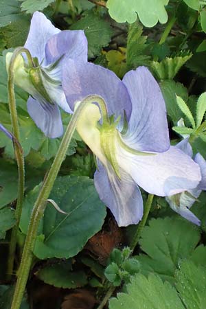 Viola riviniana \ Hain-Veilchen / Common Dog Violet, D Mannheim 9.4.2020