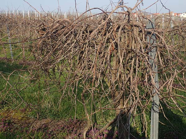 Vitis vinifera \ Weinrebe / Grape Vine, D Rhodt 24.3.2022