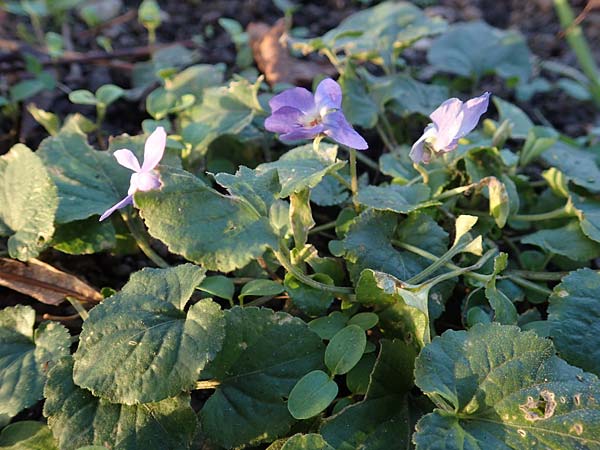 Viola x scabra \ Raues Veilchen / Hairy Violet, D Mannheim 4.2.2023