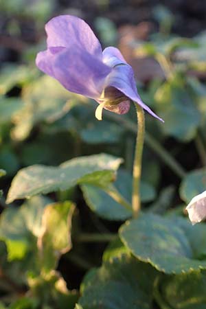 Viola x scabra \ Raues Veilchen / Hairy Violet, D Mannheim 4.2.2023