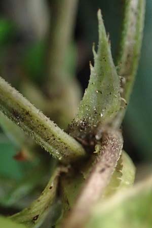 Viola x scabra \ Raues Veilchen / Hairy Violet, D Mannheim 4.2.2023