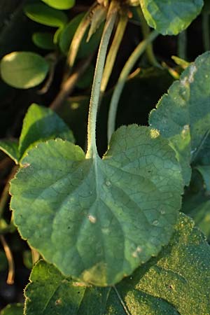 Viola x scabra \ Raues Veilchen / Hairy Violet, D Mannheim 4.2.2023