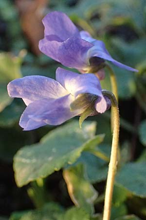 Viola x scabra \ Raues Veilchen / Hairy Violet, D Mannheim 4.2.2023