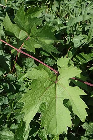 Vitis sylvestris ? \ Wilde Weinrebe / Grape Vine, D Mannheim M&uuml;hlau - Hafen/Port 10.9.2023