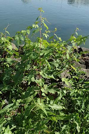 Vitis sylvestris ? \ Wilde Weinrebe / Grape Vine, D Mannheim M&uuml;hlau - Hafen/Port 10.9.2023