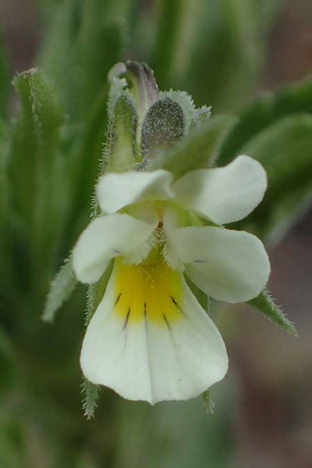 Viola kitaibeliana, Kleines Stiefm&uuml;tterchen