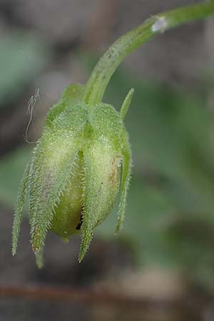 Viola kitaibeliana \ Kleines Stiefm�tterchen / Dwarf Pansy, D Th&uuml;ringen, Tunzenhausen 9.6.2022