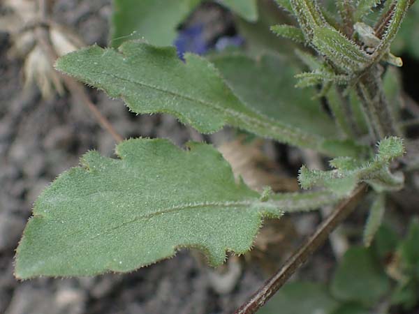Viola kitaibeliana \ Kleines Stiefm�tterchen / Dwarf Pansy, D Th&uuml;ringen, Tunzenhausen 9.6.2022