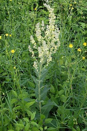 Verbascum lychnitis \ Mehlige K�nigskerze / White Mullein, D Heidelberg 21.6.2010