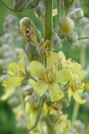 Verbascum lychnitis \ Mehlige K�nigskerze / White Mullein, D Heidelberg 21.6.2010