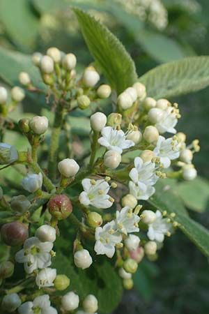 Viburnum lantana \ Wolliger Schneeball / Wayfaring Tree, D T&uuml;bingen 7.5.2016
