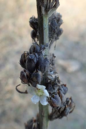 Verbascum lychnitis \ Mehlige K�nigskerze / White Mullein, D Viernheim 23.9.2016