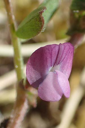 Vicia lathyroides \ Fr&uuml;hlings-Zwergwicke / Spring Vetch, D Hanhofen 14.4.2018