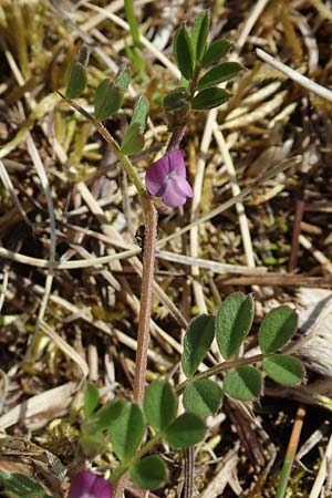 Vicia lathyroides \ Fr&uuml;hlings-Zwergwicke / Spring Vetch, D Hanhofen 14.4.2018