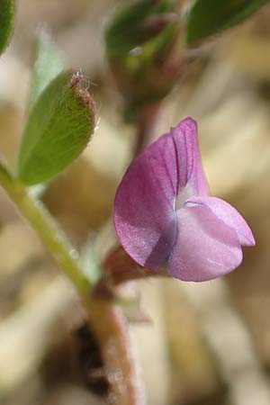 Vicia lathyroides \ Fr&uuml;hlings-Zwergwicke / Spring Vetch, D Hanhofen 14.4.2018