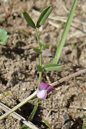 Vicia lathyroides \ Fr&uuml;hlings-Zwergwicke / Spring Vetch, D Seeheim an der Bergstra&szlig;e 16.4.2018