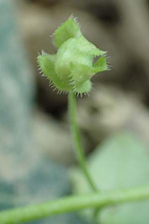 Veronica hederifolia subsp. lucorum \ Hain-Efeu-Ehrenpreis, Hecken-Ehrenpreis / Ivy-Leaved Speedwell, D Weinheim an der Bergstra&szlig;e 20.4.2018