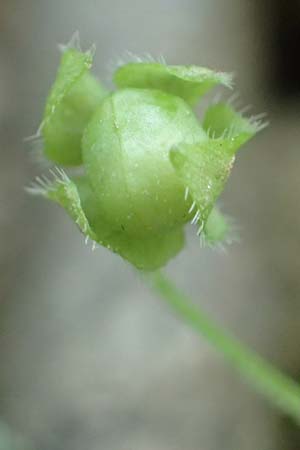 Veronica hederifolia subsp. lucorum \ Hain-Efeu-Ehrenpreis, Hecken-Ehrenpreis / Ivy-Leaved Speedwell, D Weinheim an der Bergstra&szlig;e 20.4.2018