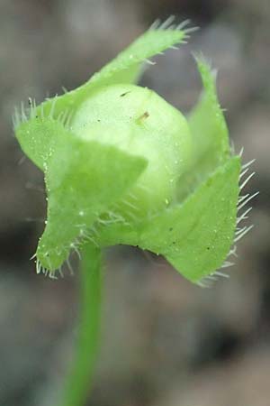 Veronica hederifolia subsp. lucorum \ Hain-Efeu-Ehrenpreis, Hecken-Ehrenpreis / Ivy-Leaved Speedwell, D Mannheim 1.5.2018