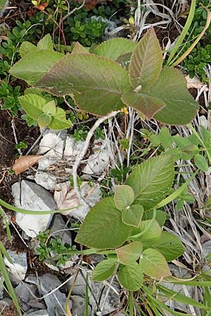 Viburnum lantana \ Wolliger Schneeball / Wayfaring Tree, D Spaichingen 26.6.2018