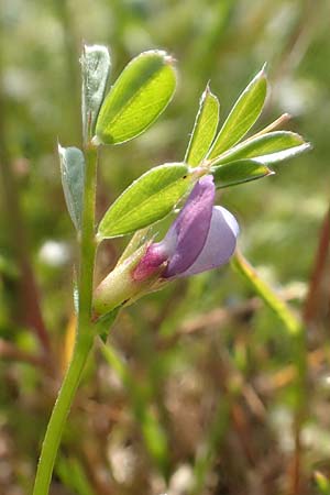 Vicia lathyroides \ Fr&uuml;hlings-Zwergwicke / Spring Vetch, D Hockenheim 16.4.2019