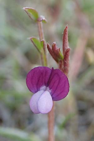 Vicia lathyroides \ Fr&uuml;hlings-Zwergwicke / Spring Vetch, D Hockenheim 16.4.2019