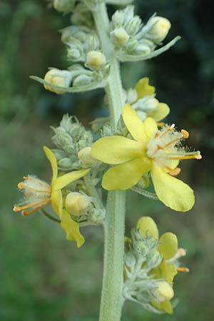 Verbascum lychnitis \ Mehlige K�nigskerze / White Mullein, D Neu-Isenburg 22.6.2019