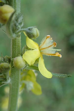 Verbascum lychnitis \ Mehlige K�nigskerze / White Mullein, D Neu-Isenburg 22.6.2019
