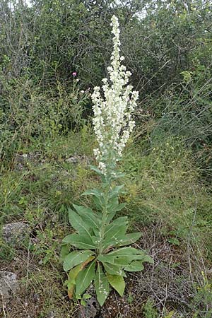 Verbascum lychnitis, Mehlige K�nigskerze