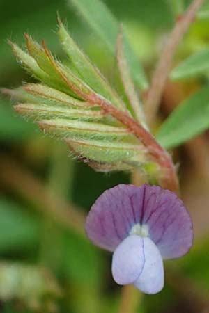Vicia lathyroides \ Fr&uuml;hlings-Zwergwicke / Spring Vetch, D Hockenheim 5.4.2022