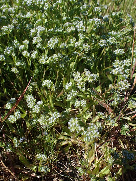 Valerianella locusta \ Feld-Salat / Corn Salad, D Mannheim 18.4.2022